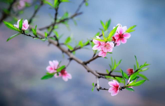Tiễn năm cũ giữa đôi bờ thương nhớ
Bỏ lại đây bao nỗi niềm trăn trở
Đông sắp tàn gió lạnh sẽ dịu hơn
Và ngày mai khi nắng sớm vừa buông
Nụ tầm Xuân vươn mình chào tháng một
Nốt nhạc Xuân đưa gần xa thánh thót
Nụ mai vàng chúm chím đợi mùa sang
Nắng tháng