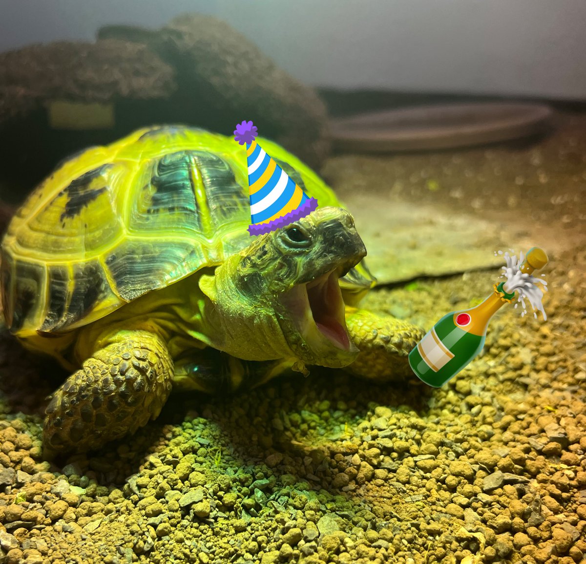 I’m busy getting in the party spirit - Happy New Year everyone 💚🐢😃🎉 #HappyNewYear2023 #PartyTort