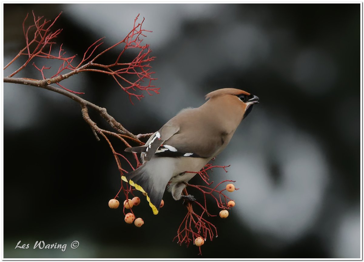 Mad_About_Birds's tweet photo. A closer look at 2 of the 3, Bohemian #waxwing - Bombycilla garrulus, 
*Note wing colour differences due to maturity*
Naunton Park, Cheltenham, 30/12/2023.
#GlosBirds @GlosterBirder #birdwatching #birding https://t.co/EL9ebGXvH2