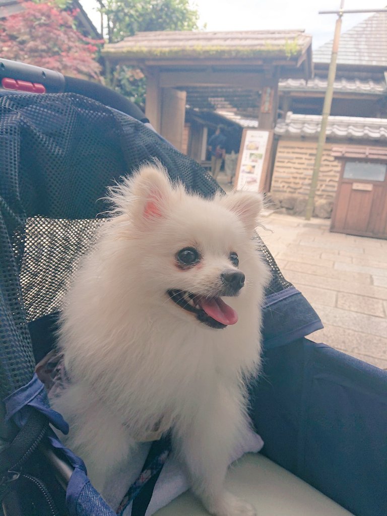 pomewako0715's tweet photo. 今年もありがとうございました！

来年は関西でポメフェスあるので、今から色々楽しみですね✨

旅行やたくさん思い出作れた1年でした。

#ポメラニアン
#pomeranian https://t.co/CZzQVIhbXd