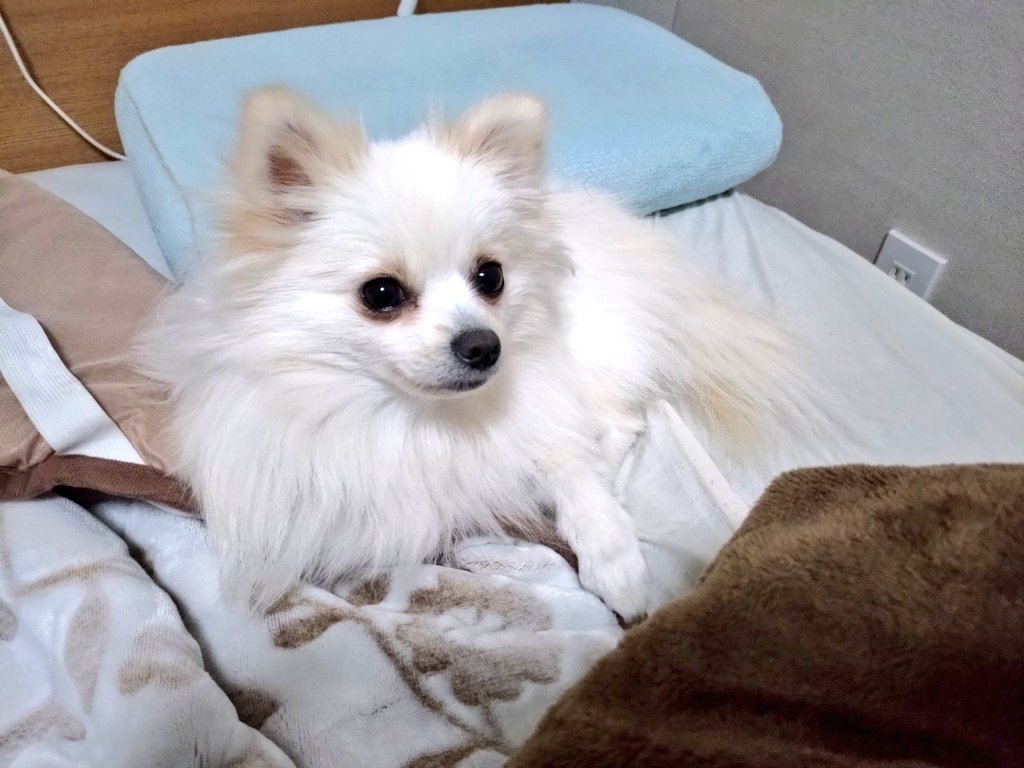 pomewako0715's tweet photo. 今年もありがとうございました！

来年は関西でポメフェスあるので、今から色々楽しみですね✨

旅行やたくさん思い出作れた1年でした。

#ポメラニアン
#pomeranian https://t.co/CZzQVIhbXd