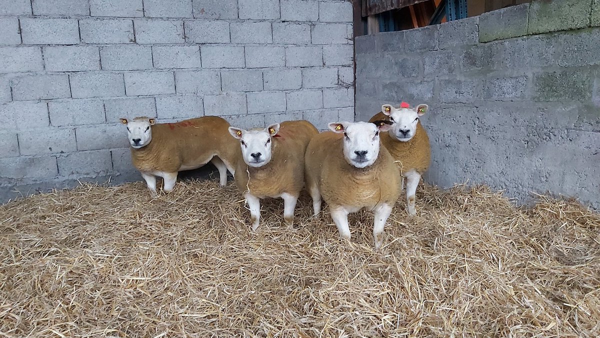 4 new additions to our Flock <a href="/SheepIreland/">Sheep Ireland 🌟🌟🌟🌟🌟</a> 
3 inlamb to 13,000 CLARA FANDANGO and 1 inlamb to CHERRYVALE GERRARD 
<a href="/IrishTexel/">Irish Texel</a>