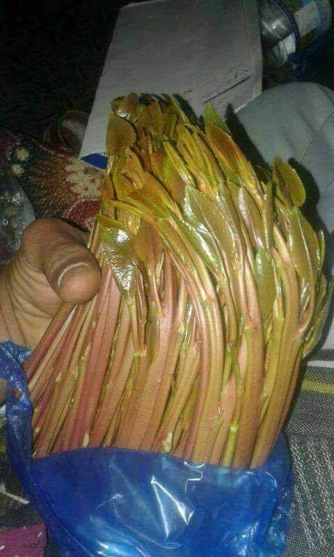 اركد فديتكم وين الناس اليوم وين السالب ابغى من ارياف دوعن