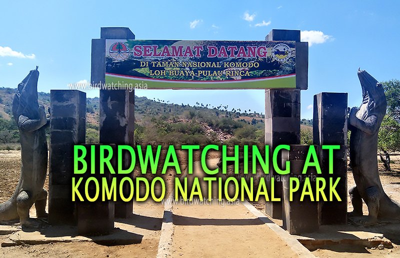 Birdwatching at Komodo National Park - bit.ly/3NMqMuF #komodobirding #birdwatchingkomodoisland #indonesiabirdwatching #birdwatchingindonesia #komodo #komodoisland #indonesi #wonderfulindonesia