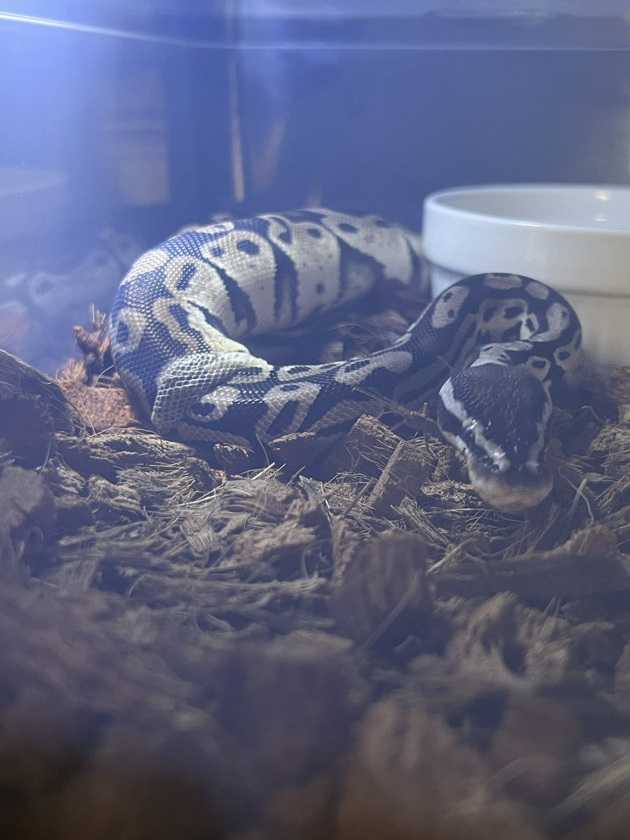 あんなところやこんなところに擦りつけて、ちゅるりんとキレイに脱いでくれました。女の子が脱いだもんであわてて男の子も脱ぎ脱ぎ。
キレイなカラダで新年をお迎え！
#DEUReptiles
#インキュベーター