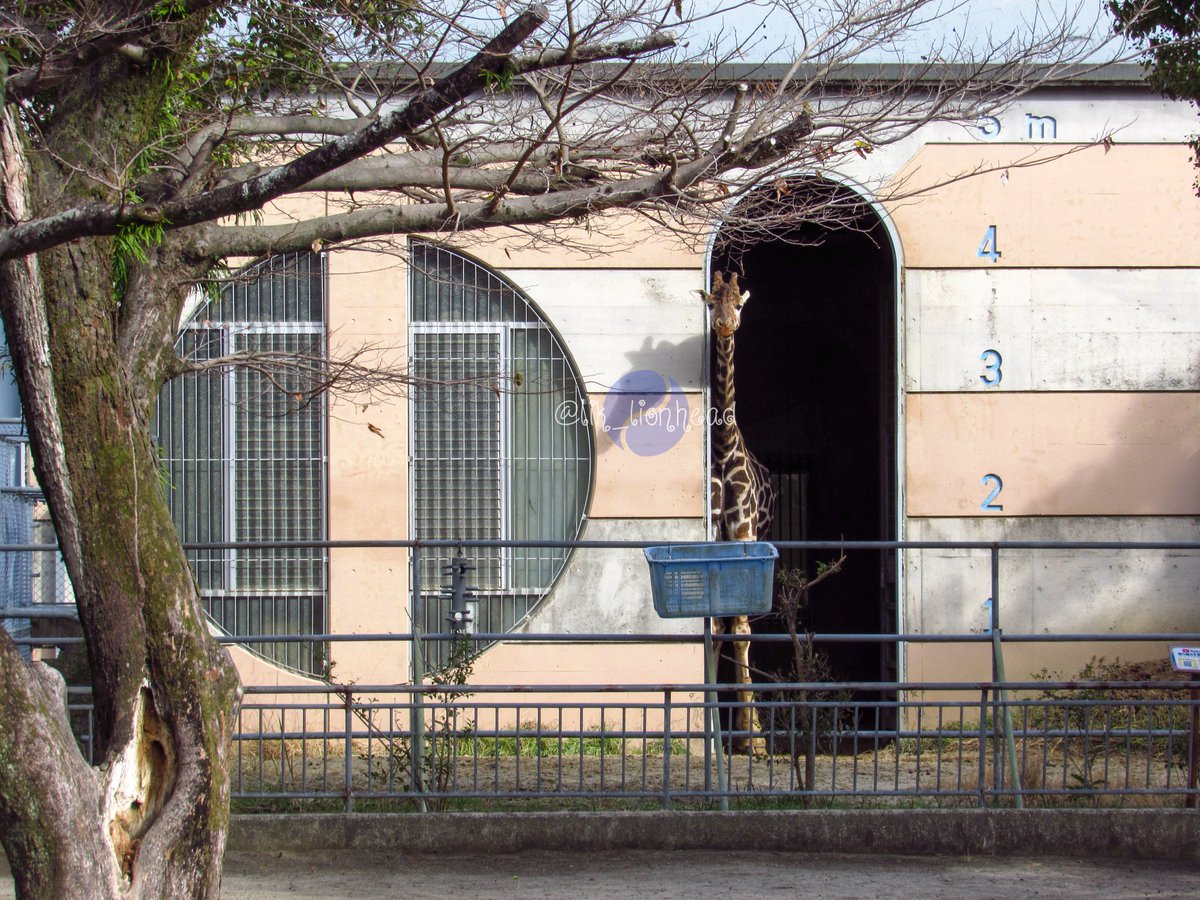 ちょっと寂しげに見えたリンくん
#大牟田市動物園 #アミメキリン #リンくん
#ReticulatedGiraffe