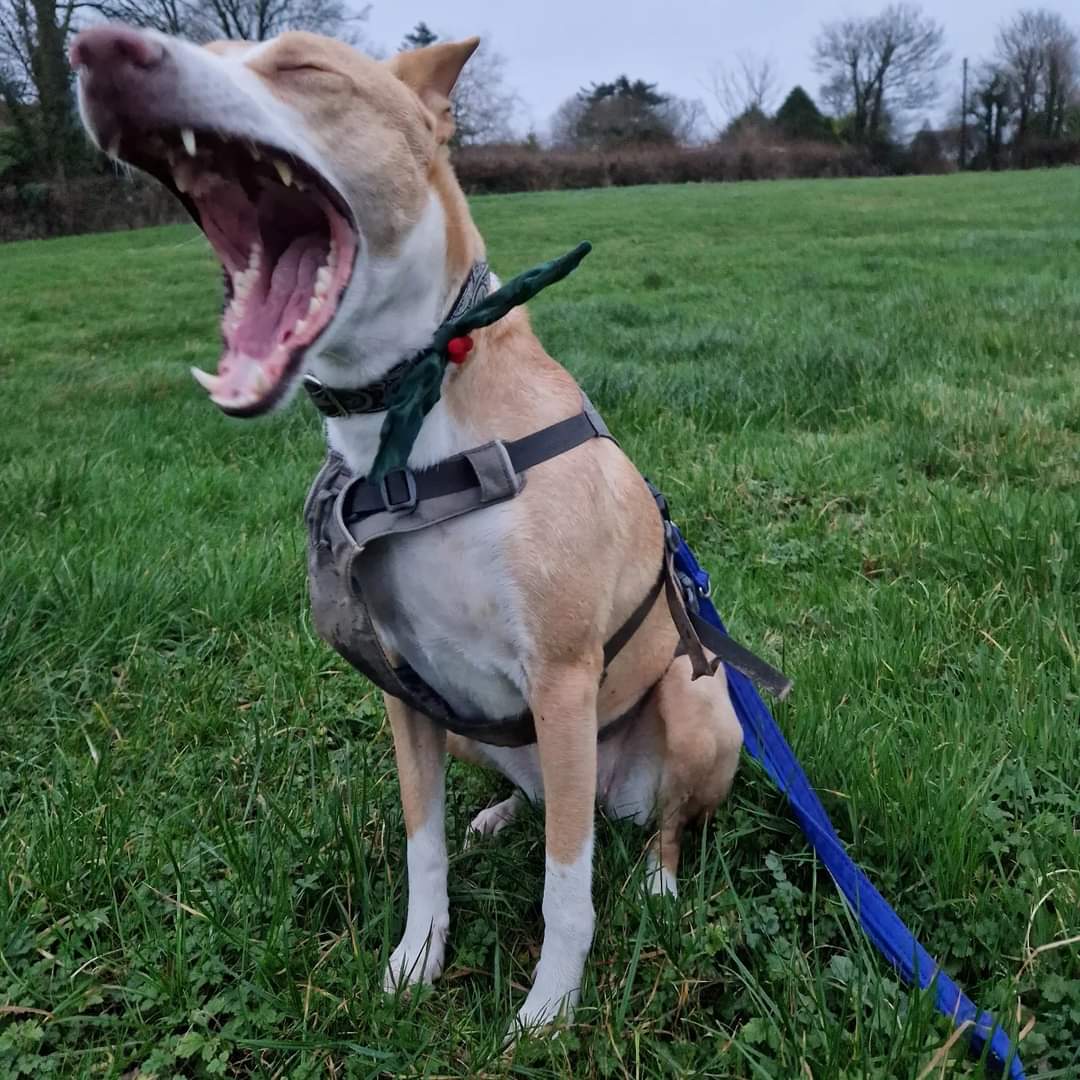 In her end of year gear Winnie was calling out to see if anyone is out there to give her a forever home. Winnie needs a pet free home with a patient hooman who will help settle her in and take for plenty of walks as she loves the outdoors 
#adoptdontshop #rescueismyfavouritebreed
