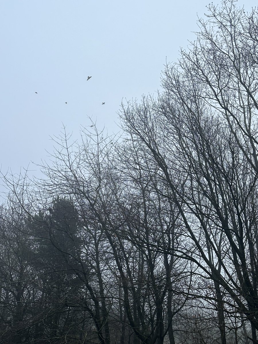 ryan_chatton's tweet image. Foggy mornings .. into the New Year &amp;gt; 

“Alexa play cardigan by Taylor Swift” 🤍