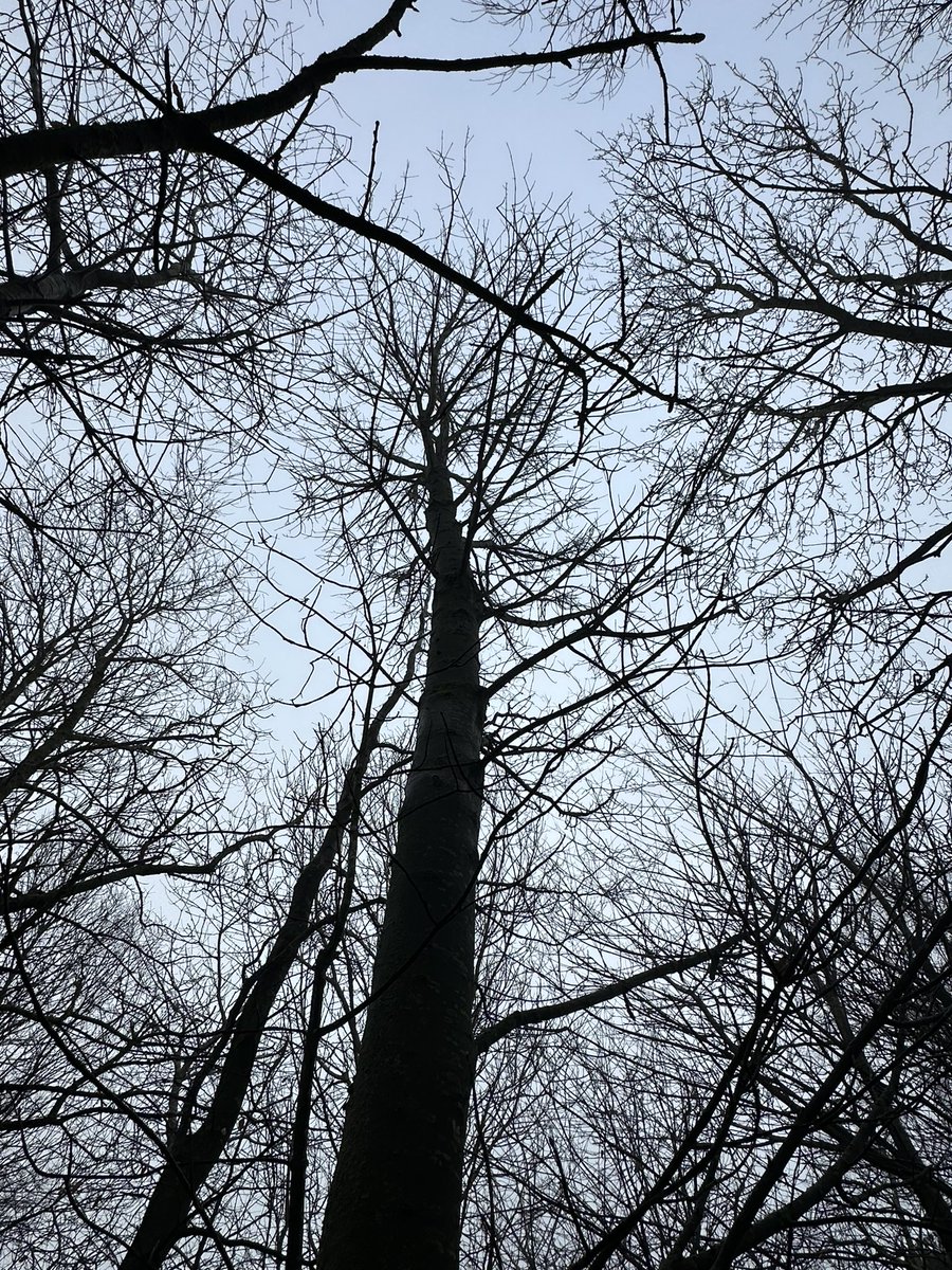 Foggy mornings .. into the New Year &gt; 

“Alexa play cardigan by Taylor Swift” 🤍