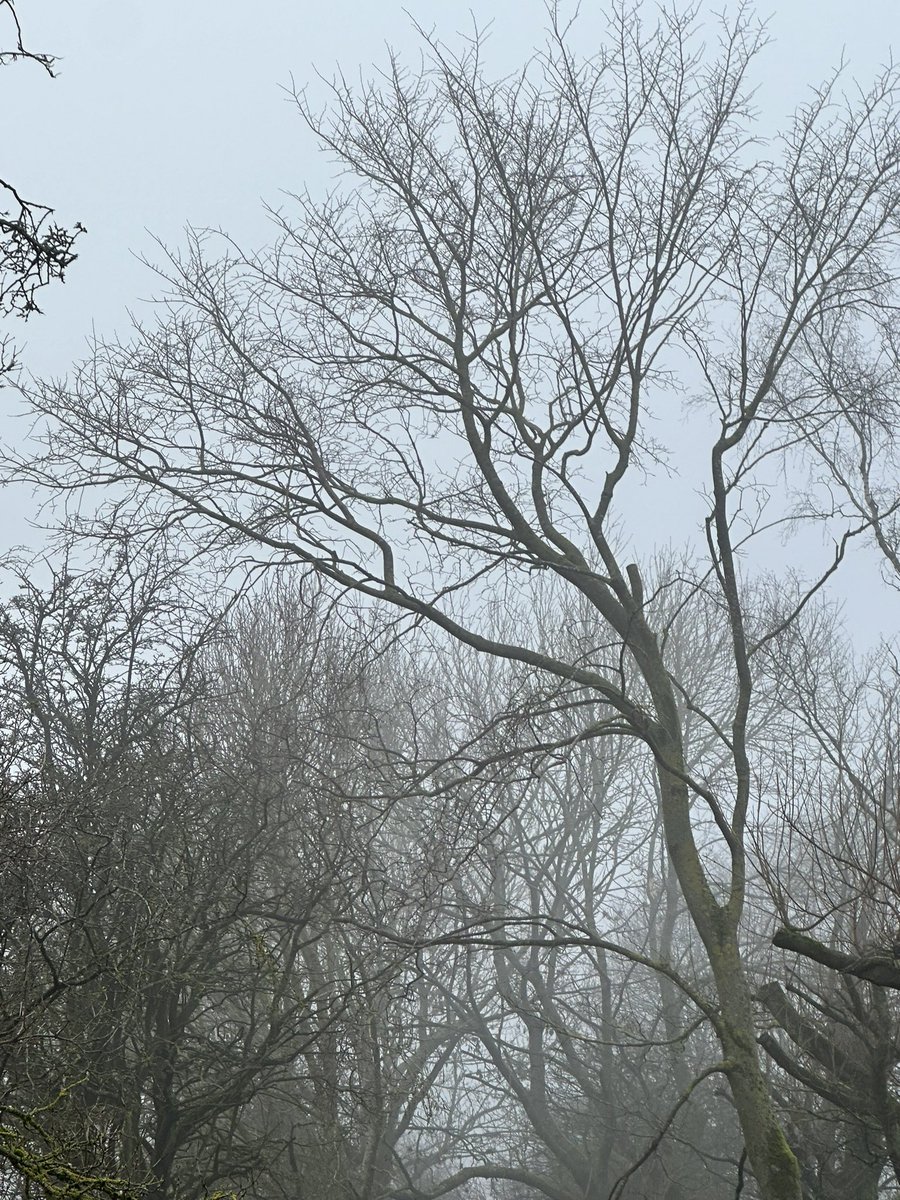 ryan_chatton's tweet image. Foggy mornings .. into the New Year &amp;gt; 

“Alexa play cardigan by Taylor Swift” 🤍