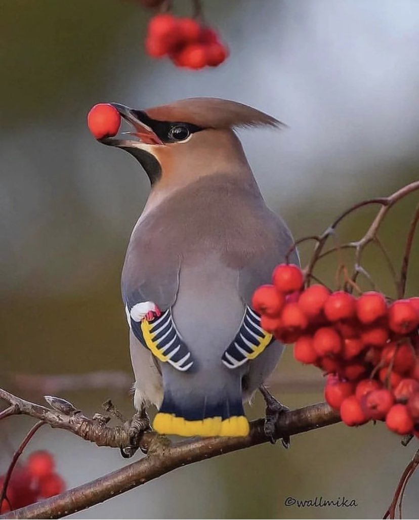 Bohemian waxwing. 💛🖤
-
📸 Via By: @wallmika

#bird #birdphotography #birds  #birdlover