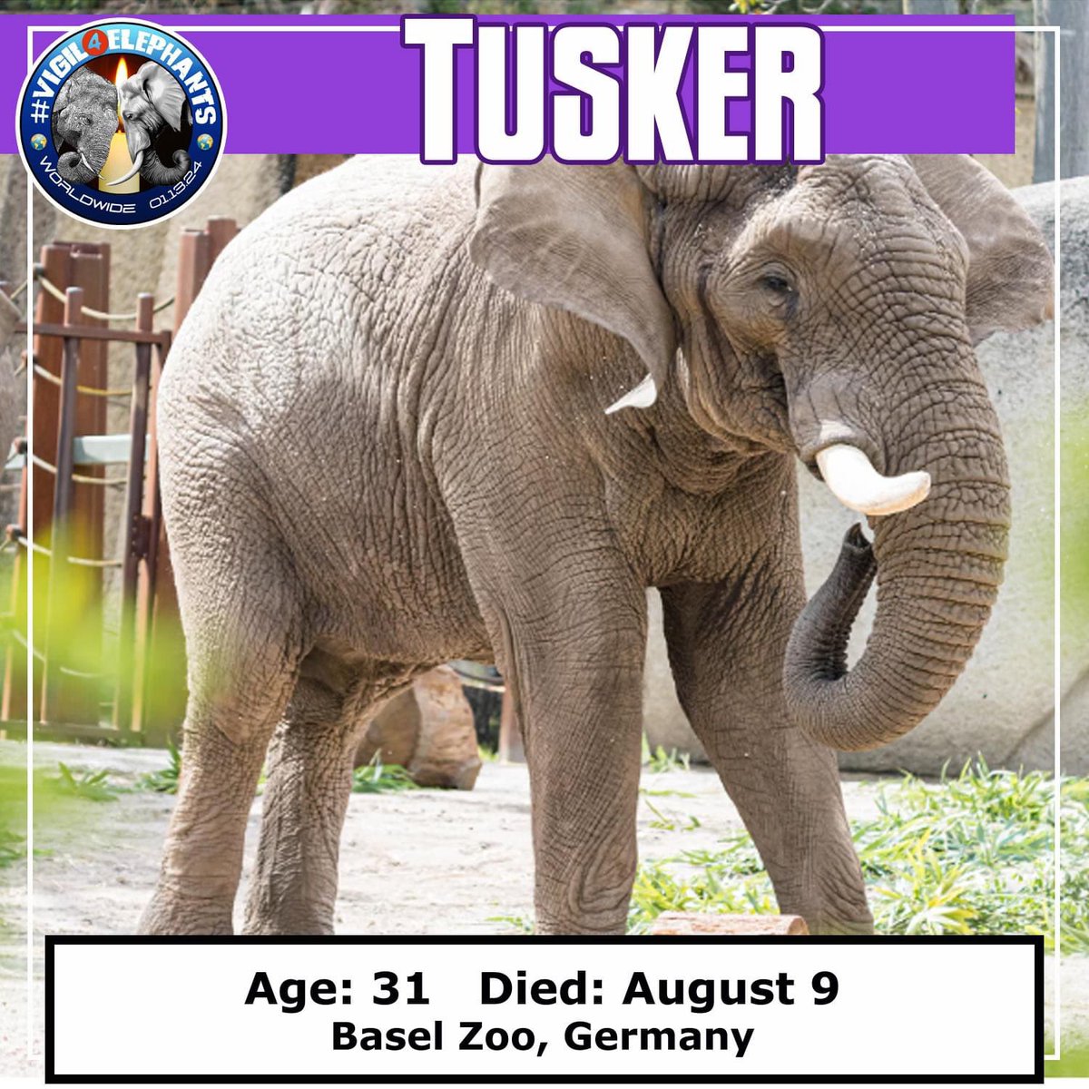 Tusker, a male African elephant was born wild in 1992 in Kruger National Park in South Africa and euthanized on August 9, 2023 at Basel Zoo in Basel, Switzerland at the age of 31.

Tusker was captured in 1995 and sent to Wuppertal Zoo in Germany where he became one of the most