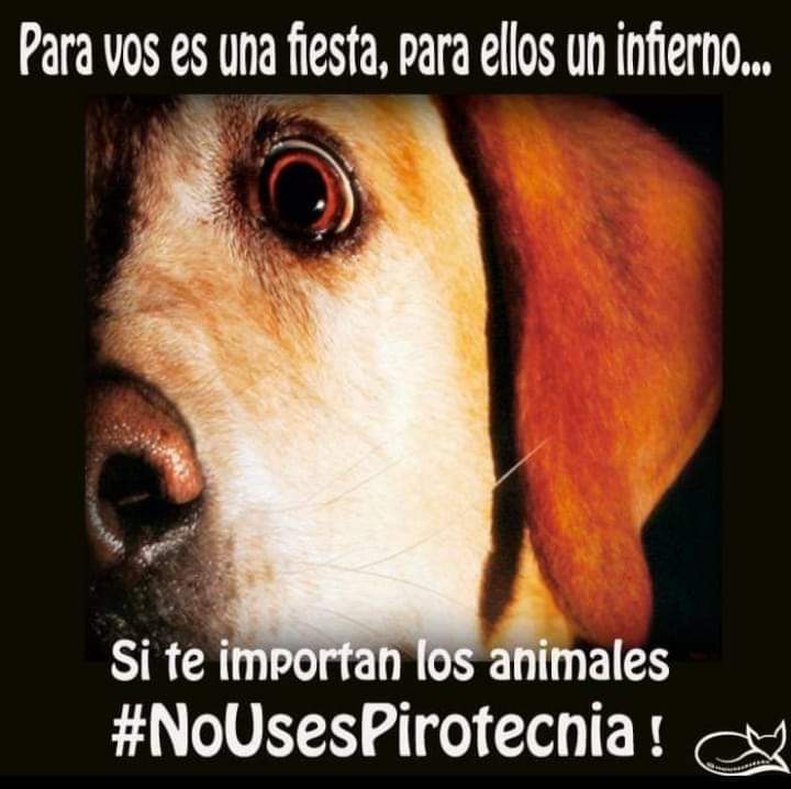 Hoy y el resto de tus fiestas #NoUsesPirotecnia  por los chicos, por los enfermos y por todos los animales !!!!
#PirotecniaCero