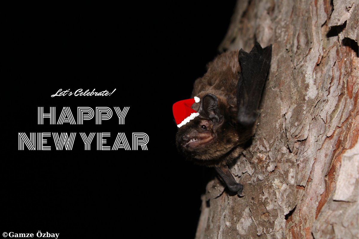 Happy New Year! I wish for a year in which we can protect all endangered bats! #bats @BatConIntl