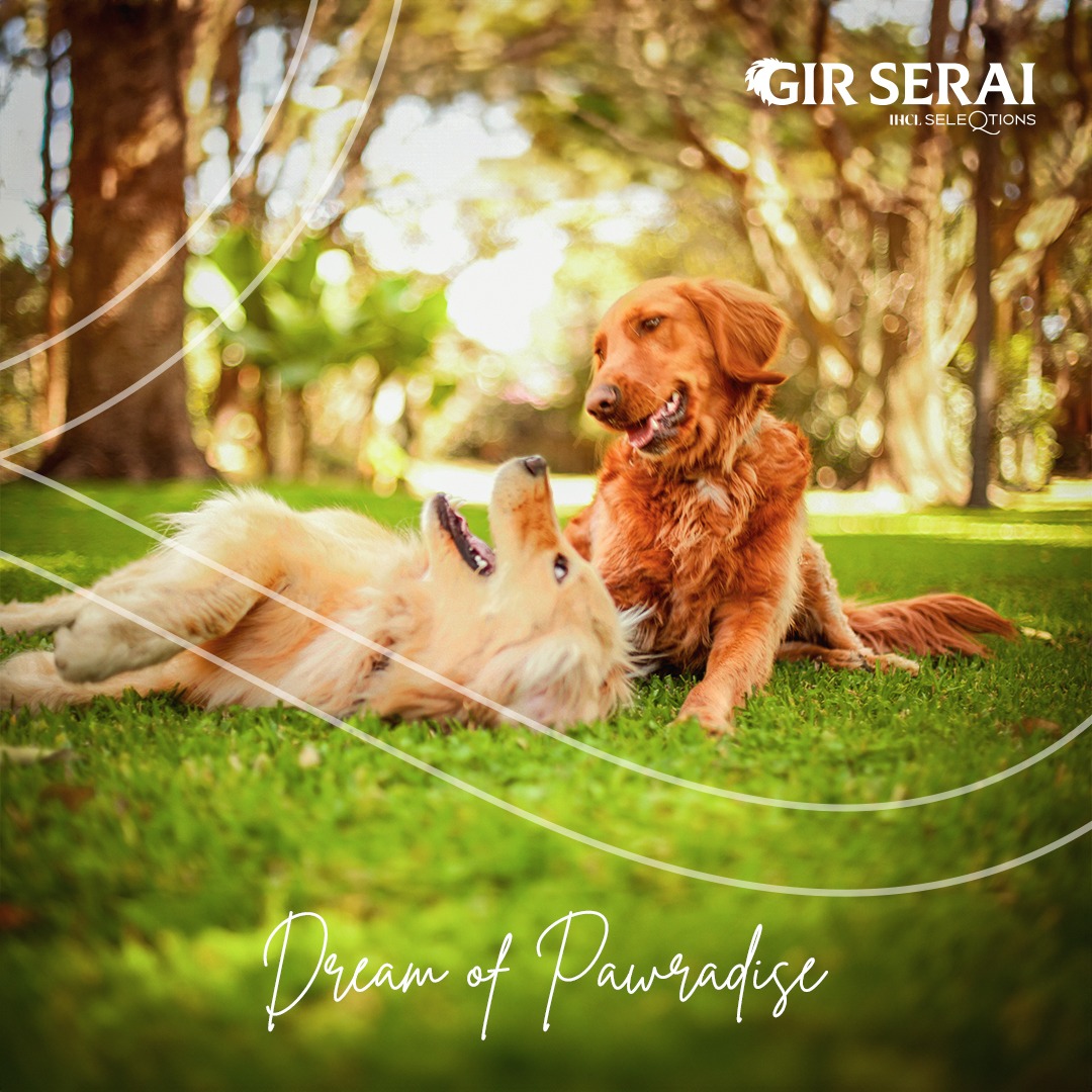 GirSerai's tweet image. Nature trails to luxury stays - every moment at Gir Serai with your pooches is a fur-tastic adventure. 

#Pawcation #PawsAndExplore #PetFriendly #PawsToCelebrate #SeleQtionsHotels #NotJustAnotherHotel #WhatsYourSeleQtion #NamedCollection #ExperienceSeekers #Sasan #GirSerai