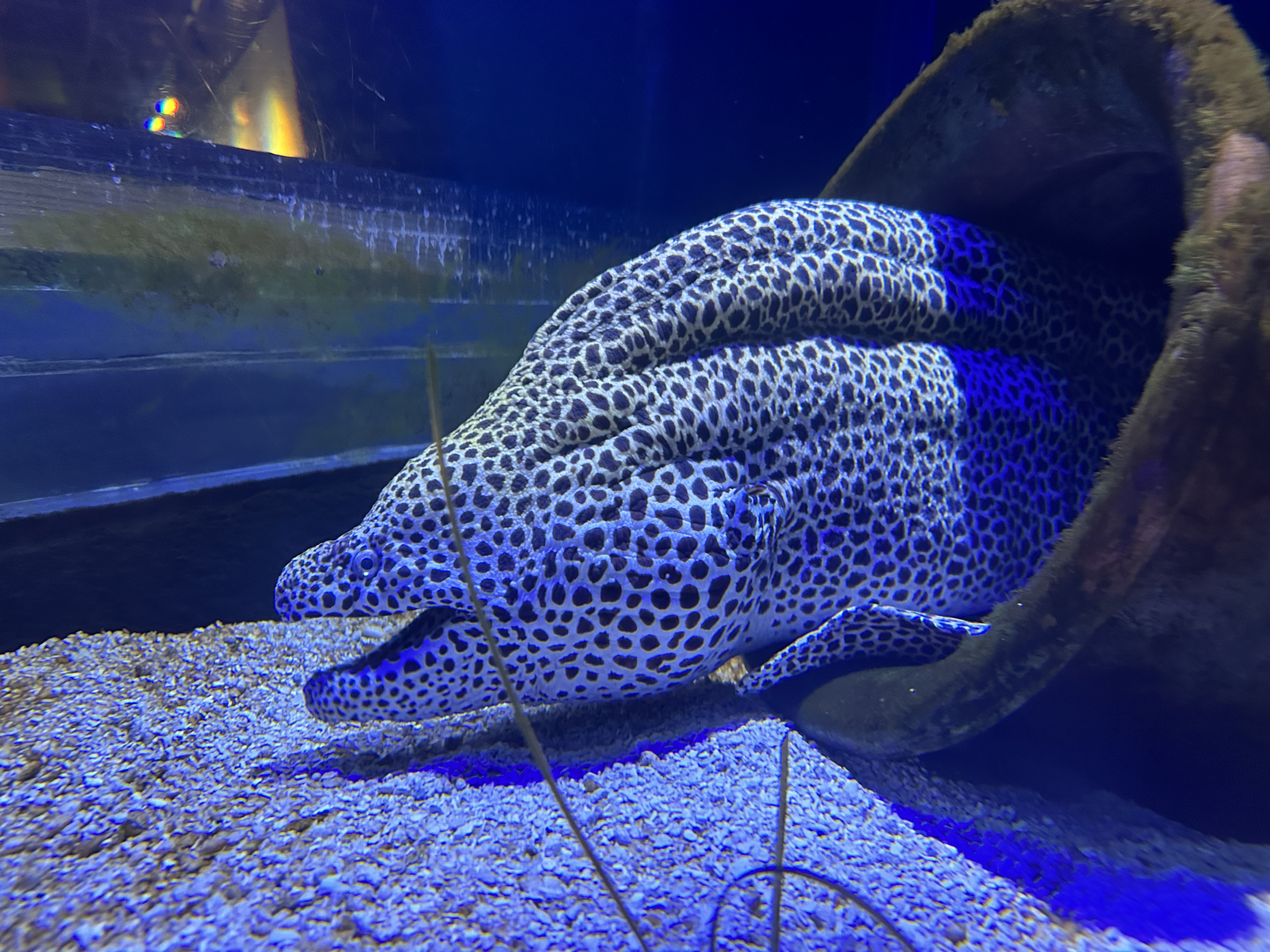 Newport Aquarium on X: It's #NewYearsEve! Are you staying up until  midnight? Most eels like the Moray Eel in Shipwreck: Realm of the Eels are  nocturnal, meaning they are most active and