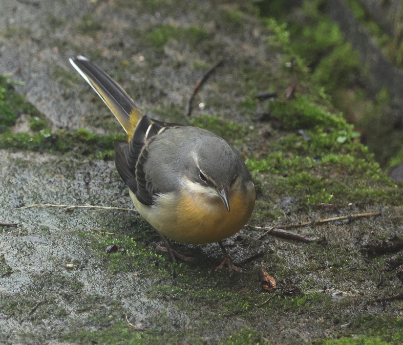 Happy New Year !!! New post on my blog, featuring garden sightings in the 1st half of December, here:- peglerbirding.blogspot.com/2023/12/decemb… @LeicsWildlife @LandRbirds @nwleicsbirds