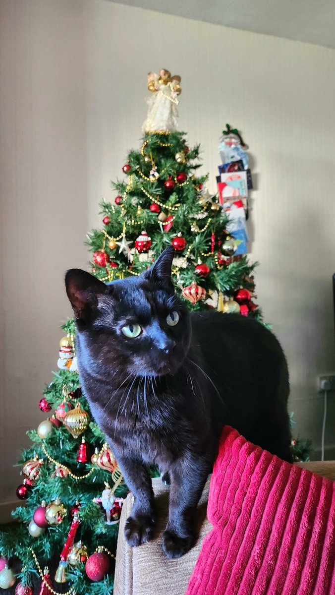 Doggos aren't the only fur babies we love around here 🐾

#northwest #love #home #lifestyle #cumbria #lakedistrict #family #travel #life #couples #disneyfamily #husbandandwife #dogmom #adventure #ukfamily #northwest #christmas2023 #christmasdinner #catsofinstagram #christmascats