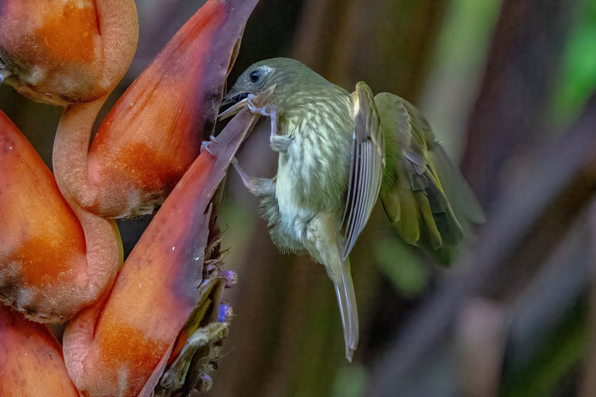 mitoGFP's tweet photo. Rusty-margined and olive-striped flycatcher
#BirdsSeenIn2023 #birdphotography #sonyA1 #birdwatching #wildlifephotography #panama #BirdTwitter #birding #BirdsOfTwitter #canopylodge @inaturalist #panamabirds #birdsofpanama #flycatcher https://t.co/eEX9yyymZq