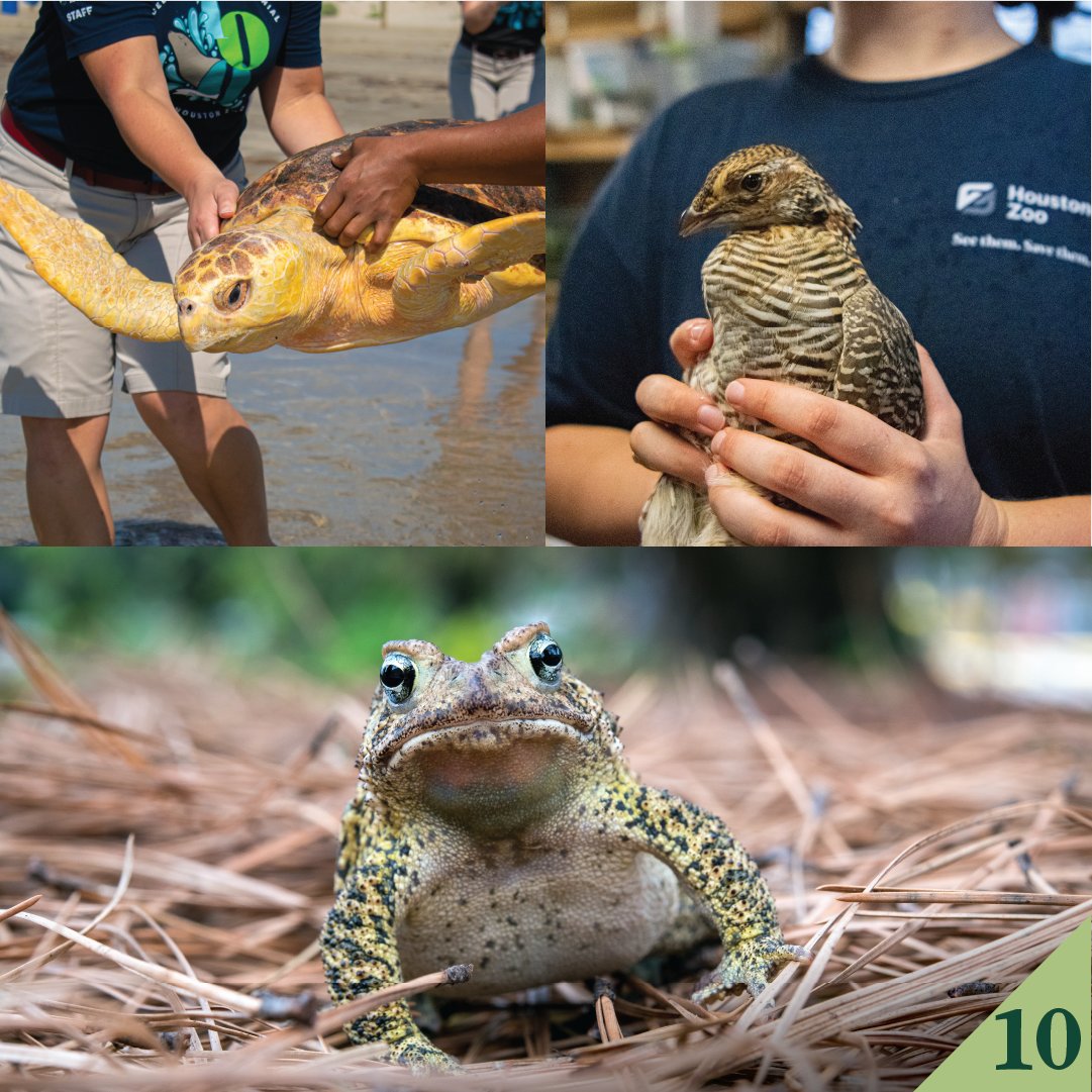 #10: Every time you visit the Zoo, you’re helping us save native Texas wildlife, including sea turtles, Attwater's prairie chickens, and Houston toads. Read more about our top 10 successes of 2023: bit.ly/3TEbOKZ