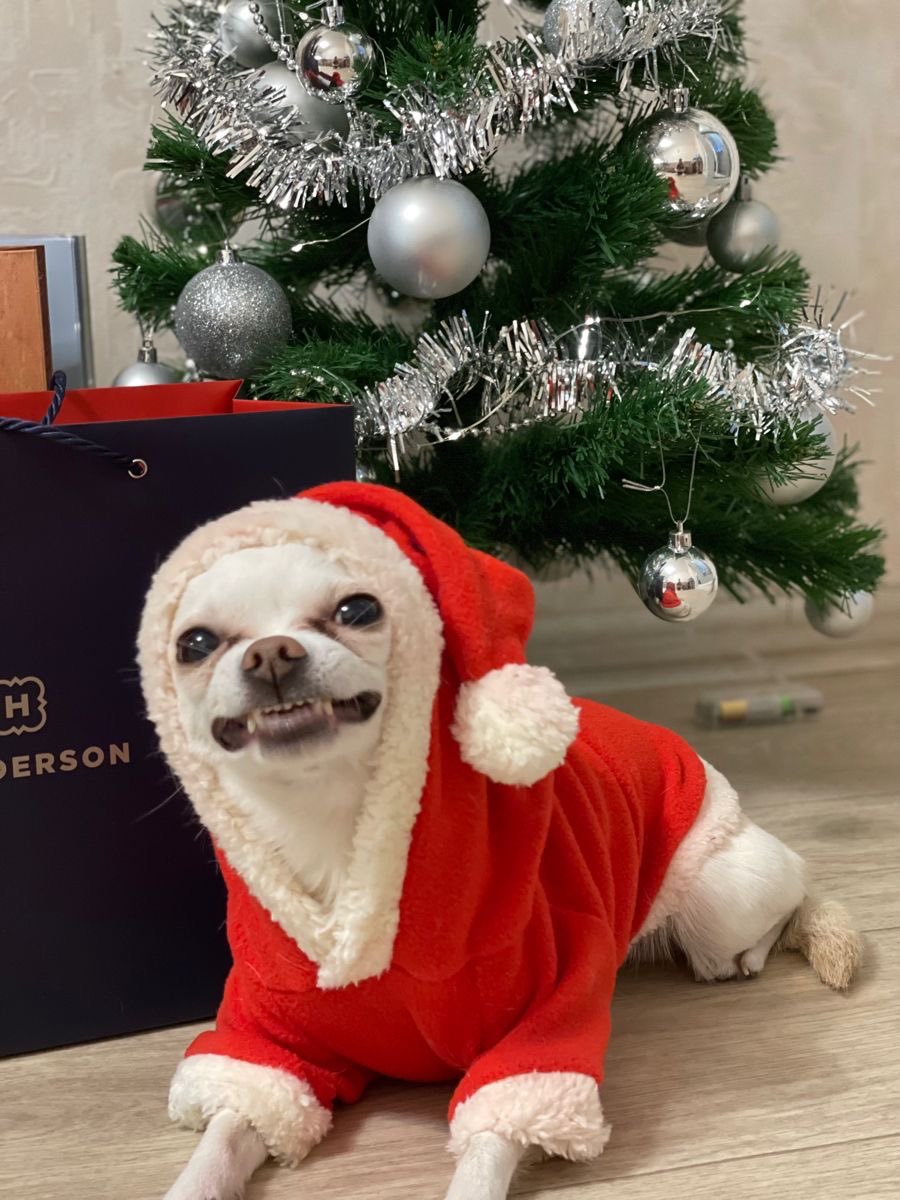 🐶🎄🎊‼️