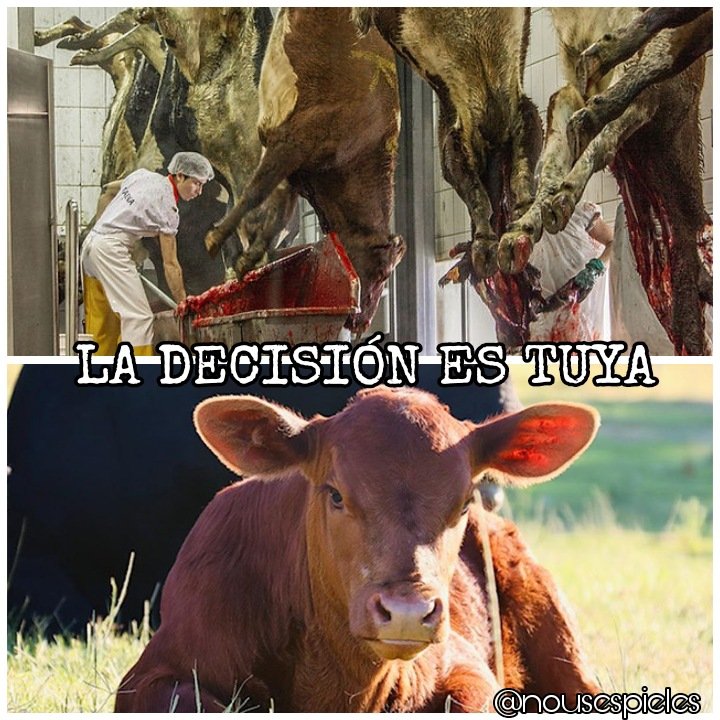 Hoy es un buen día para cambiar tus hábitos por una causa justa ...
"La decisión es tuya" !
#NoConsumasAnimales 
#CarneEsMuerte
#AnimalesLibres