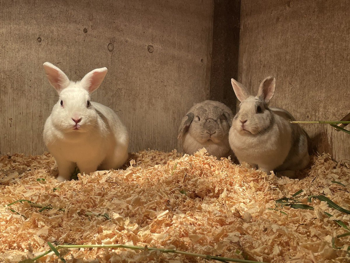 今年1年ありがとうございました🐰💓 良いお年をお迎えください