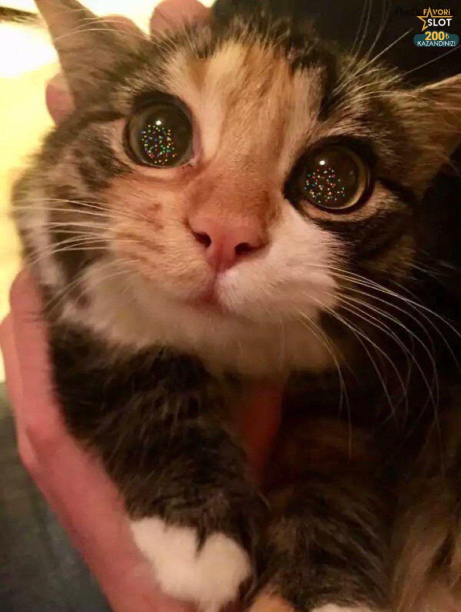 ilk kez yılbaşı ağacı görmüş..