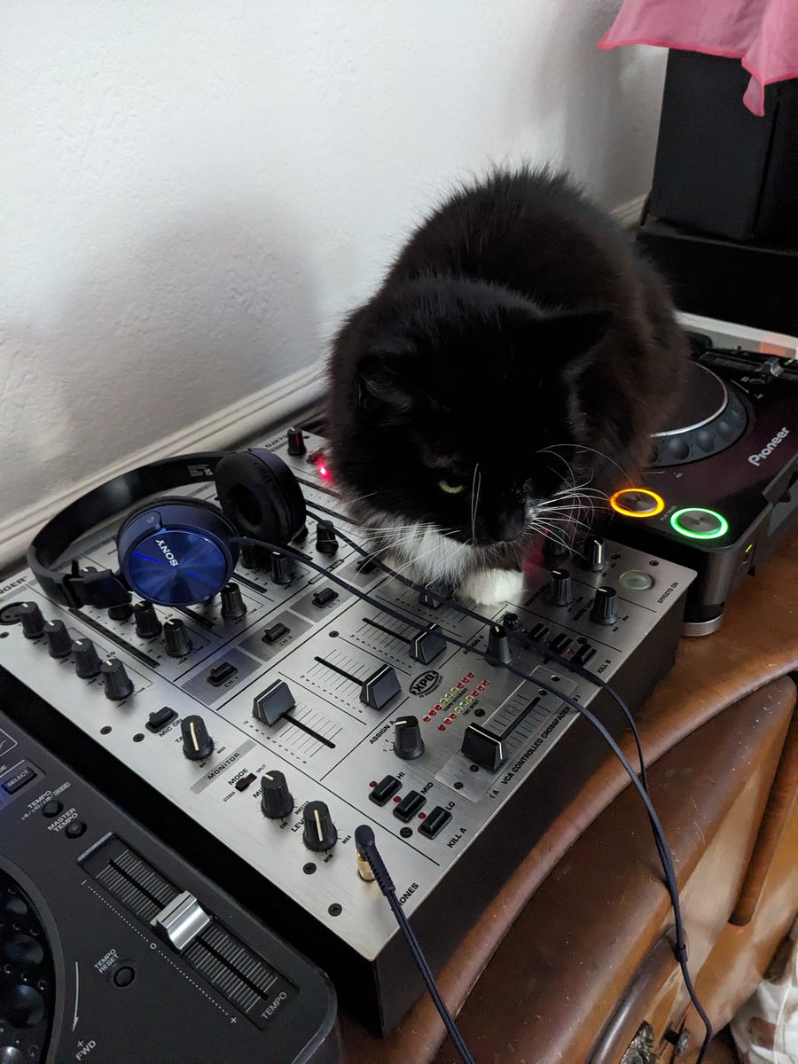 My sisfur Maisey warming up for the new year 😹 Dad's not amused 🙄😜😹 happy new year peeps 😘😻❤️🎊