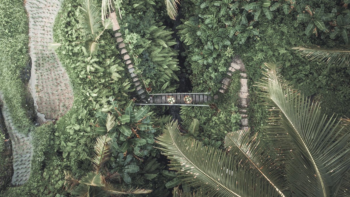 Feeling green today? 🥥🌴