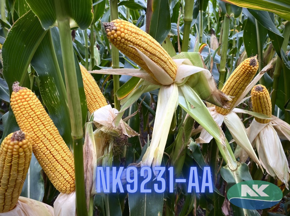 Southern MN/SD NK Team tweet media