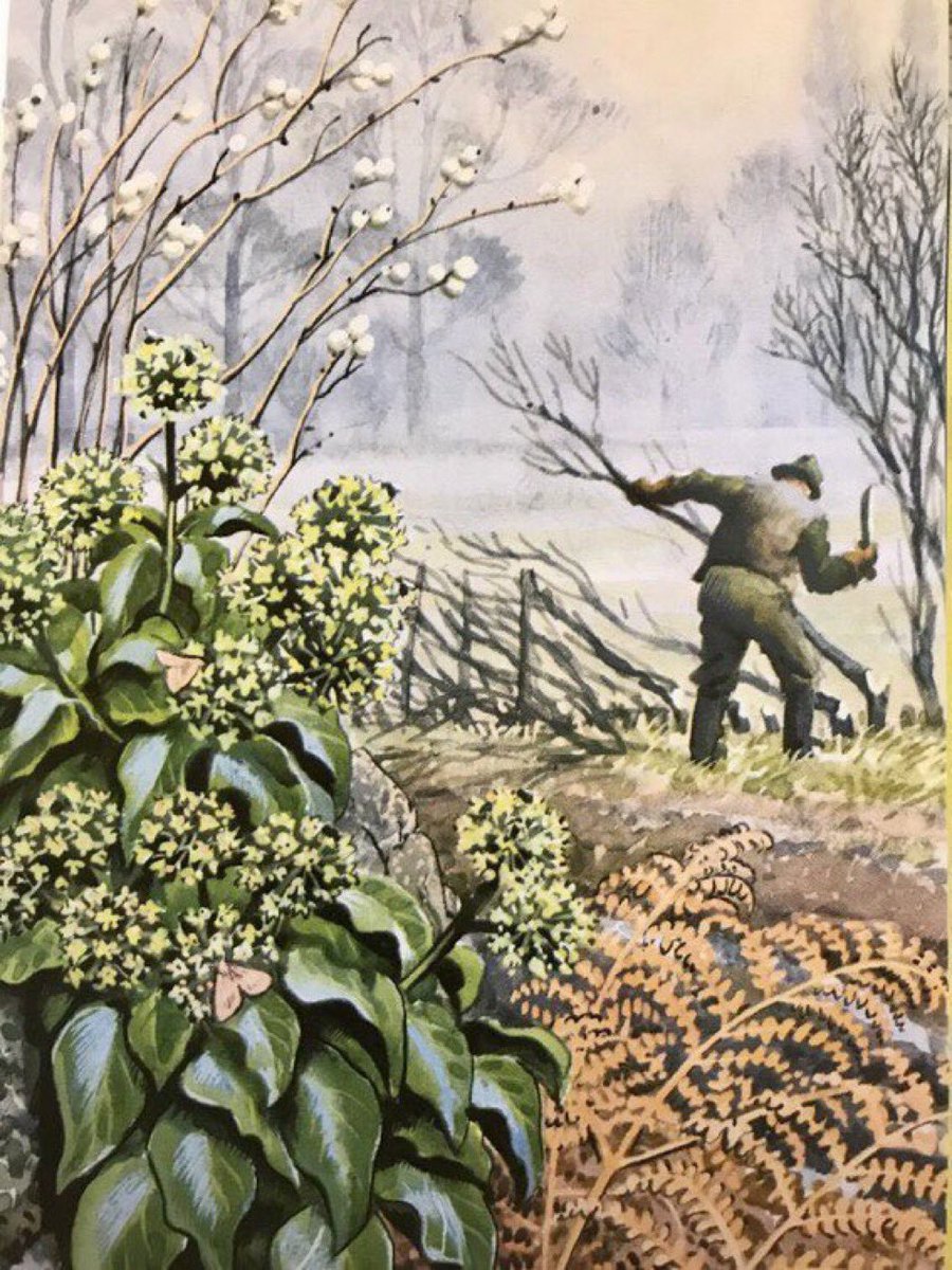 “Hedge-banks and ditches are russet with the browns and yellows of the dead bracken fronds. The distant trees show mistily in the winter air” #HedgeLaying Writer: EL GrantWatson Artist: CF Tunnicliffe