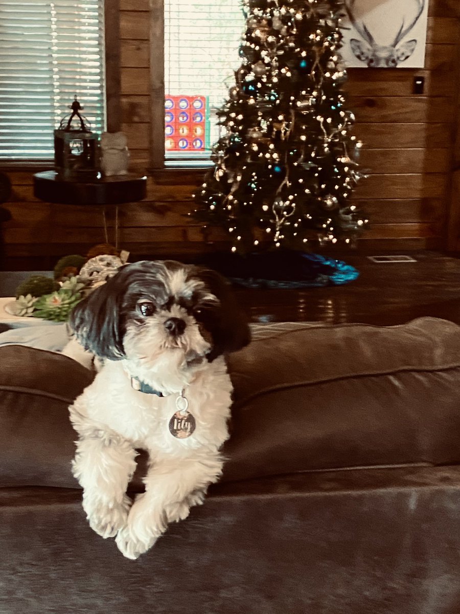 Chillin’! ❤️🐶