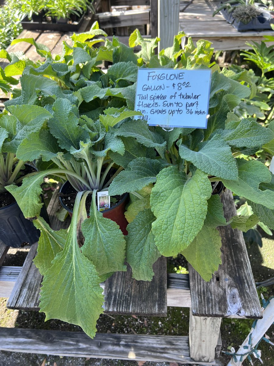 ohsnapimginger's tweet image. Do I need this? Yes or yes? #digoxin