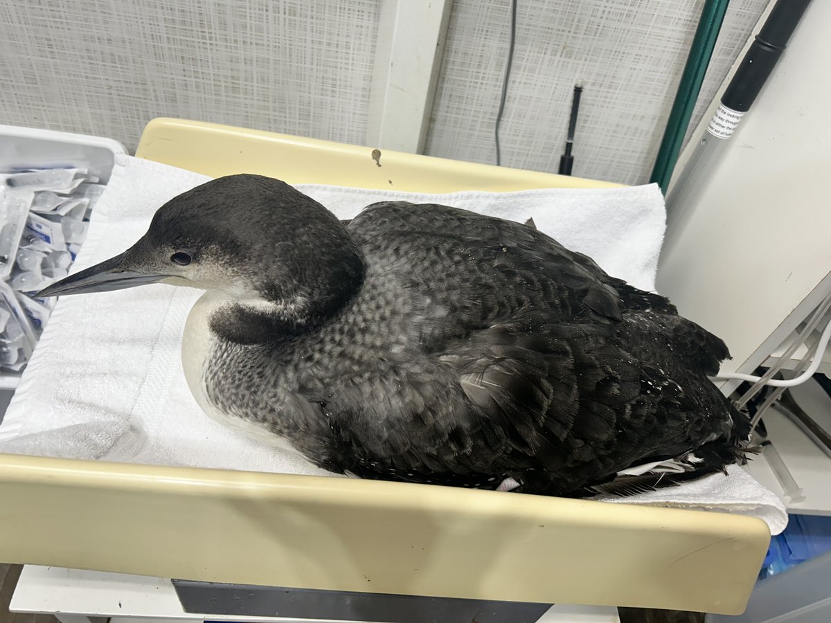 Did you know that pelagic birds like loons can’t physically walk on land? They have flat hollow bones to help make them great swimmers but look awkward when resting on the beach. 
Donate one time or make a monthly giving plan here: bit.ly/DonateToAlaqua