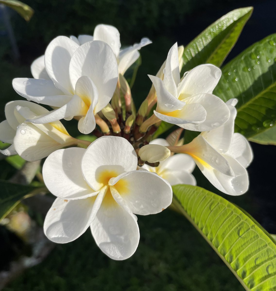 #FlowerReport plumeria morning glory prays for peace in 2024 #FlowerPower #MakeLoveNotWar 
#Hilo #Hawaii