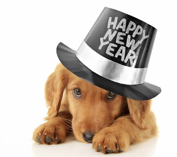 Happy new year 2024 dog