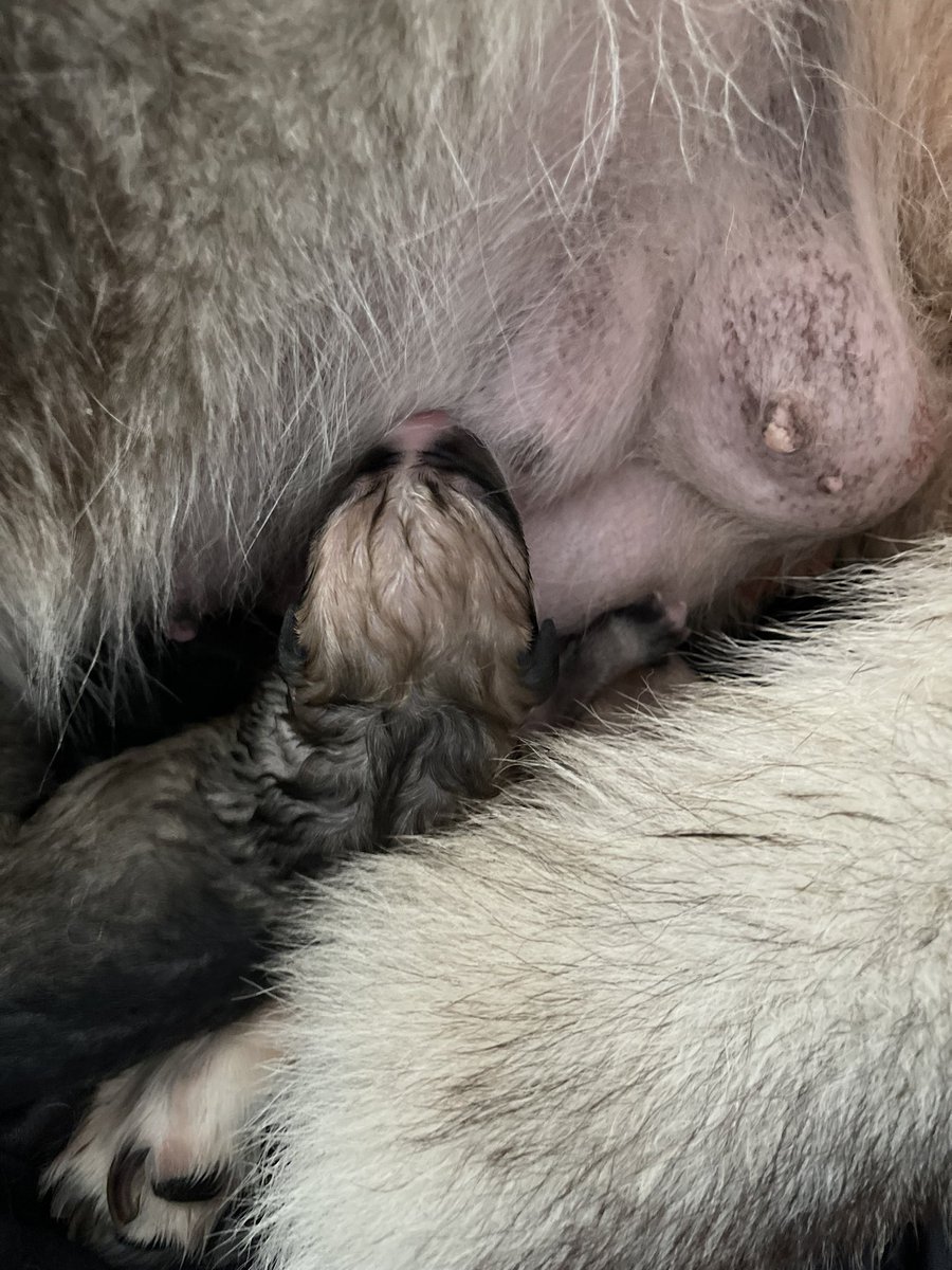 Happy New Year’s Eve pitskies