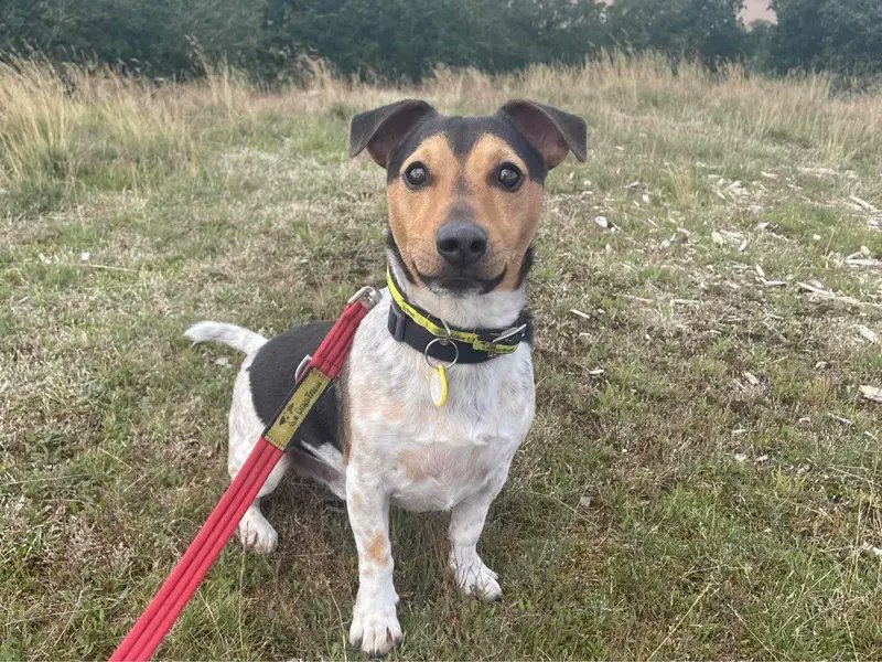 Please retweet to help Jack find a home #SHREWSBURY #SHROPSHIRE #UK 
Super Jack Russell aged 1, he needs to be the only pet in an adult home. Please see full details✅ 
DETAILS or APPLY👇
dogstrust.org.uk/rehoming/dogs/…
#dogs #pets #AdoptDontShop