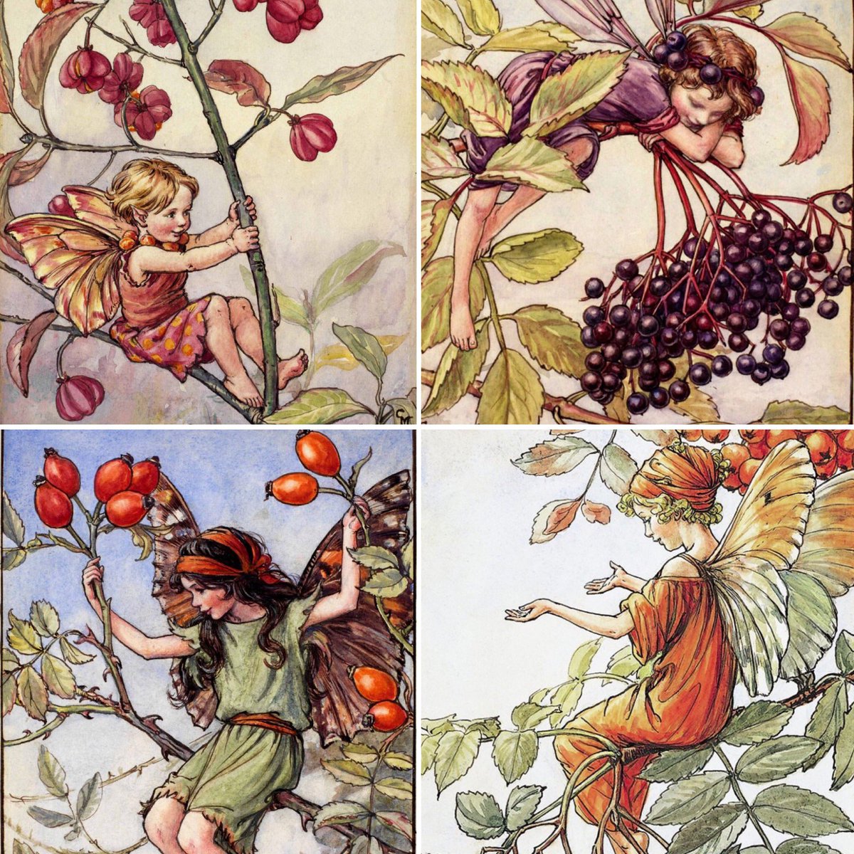 Some flower fairies for the #NewYear! Here are spindle berry, elderberry, rosehip & rowan. #NewYear2024 #FolkloreSunday #FairytaleTuesday #Art: Cicely Mary Barker