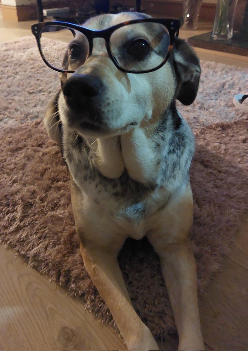 Daisy &amp; I are looking forward to what 2024 brings. 2023 was a yr that tested my resilience &amp;  strength to the max. I am grateful as it provided me the opportunity to learn, upskill &amp; grow, but I've never been more ready to close out a yr.
 
Happy New Year to you all.
#louthchat