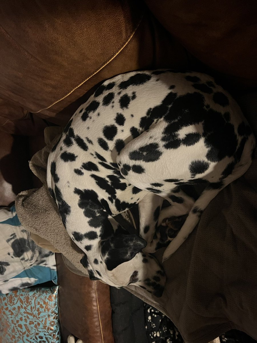 Marc_Hogan's tweet photo. @ClassicFM Roxy is relaxing and occasionally singing along to #PetClassics Happy New Year from Marc, Kirsty and Roxy 🖤🤍 https://t.co/VUhv5L29lD