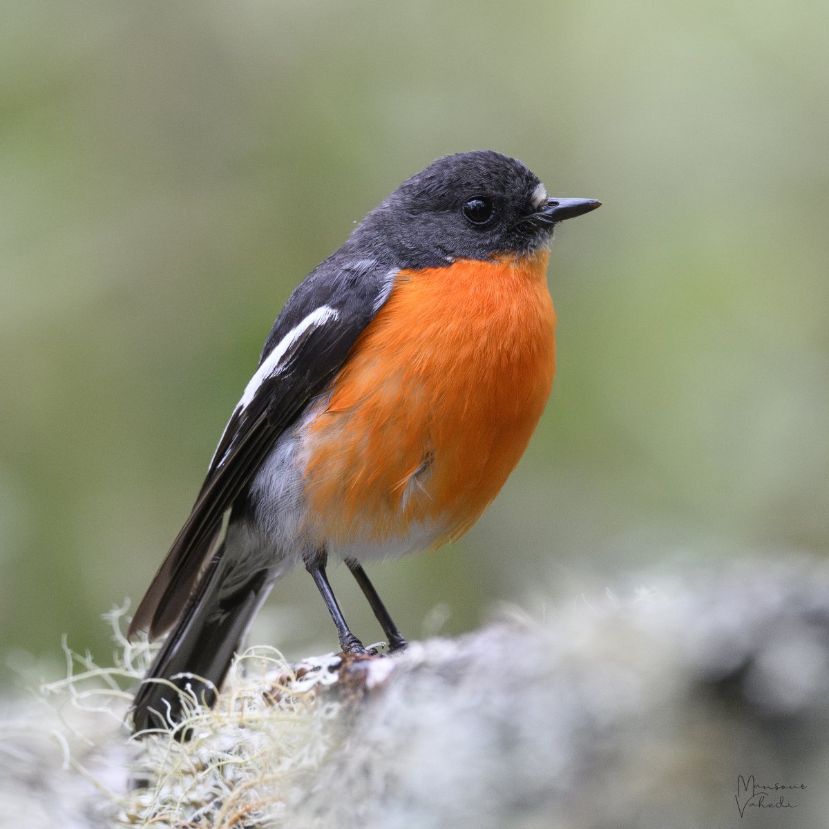 Oz Bird Photography tweet media