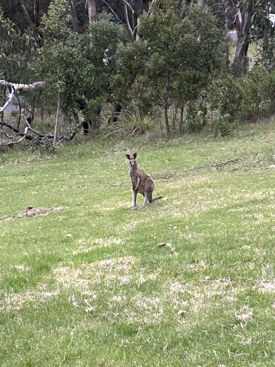 Twitchathon's tweet photo. My #FirstBird for 2024 was actually a marsupial! Well, actual first bid was Australian Magpie about ten seconds later, but I think we can take it as an omen of the topsy-turvey year to come. https://t.co/1G1ARaKhh7