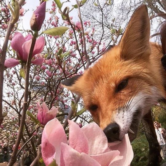 jeongin the flower fox 🦊 🌷