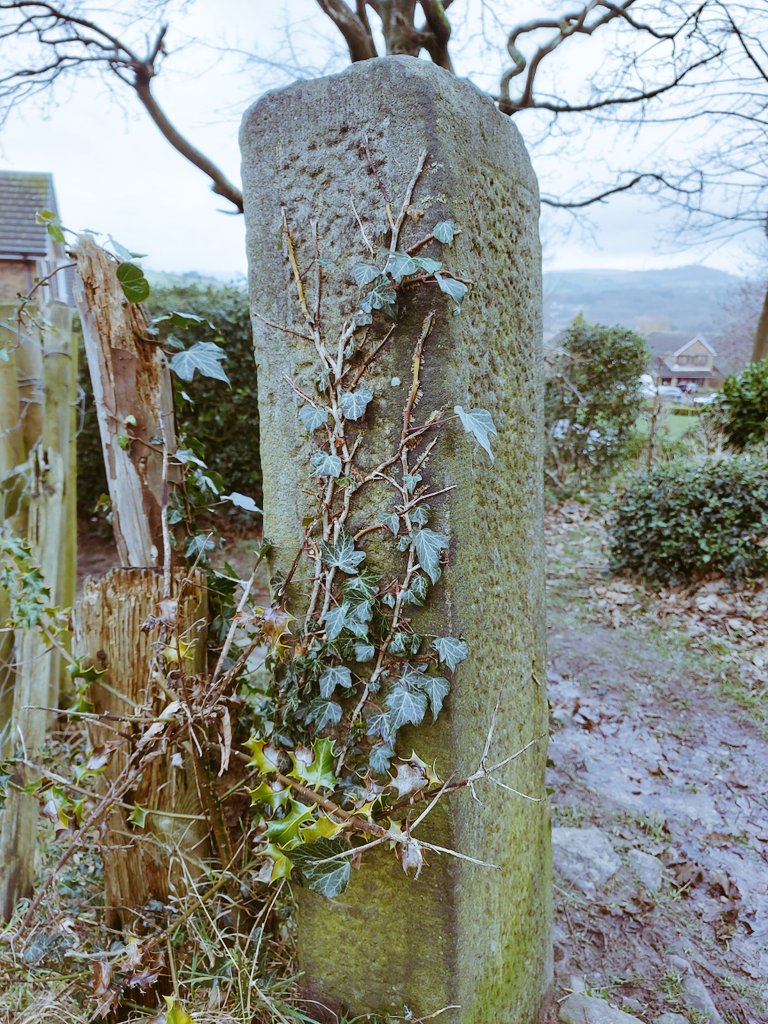 RobertHamnett's tweet photo. The holly and the ivy... on a 19th century gatepost, by a post-medieval trackway, above a late 20th century housing estate, built over a medieval field system. Merry Christmas & a Happy New Year #Glossop #WhereWhen #wandering https://t.co/LXihwVpeww