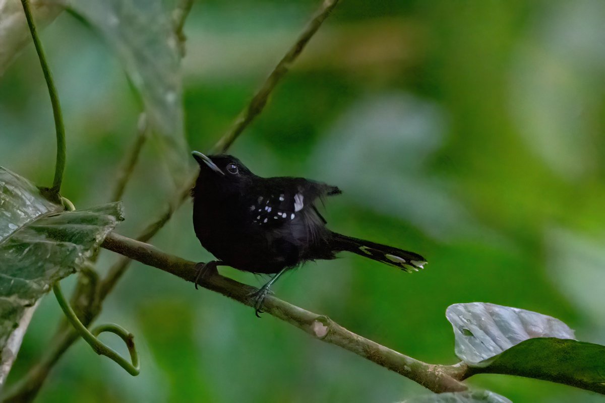 mitoGFP's tweet photo. Dot-winged antwren and Bay wren
#BirdsSeenIn2023 #birdphotography #sonyA1 #birdwatching #wildlifephotography #panama #BirdTwitter #birding #BirdsOfTwitter #canopylodge @inaturalist #panamabirds #birdsofpanama #wren https://t.co/ganTCvrQD1