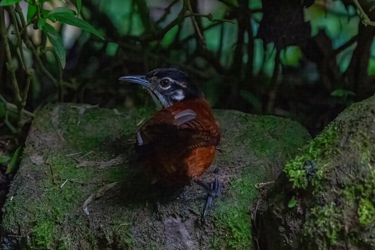 mitoGFP's tweet photo. Dot-winged antwren and Bay wren
#BirdsSeenIn2023 #birdphotography #sonyA1 #birdwatching #wildlifephotography #panama #BirdTwitter #birding #BirdsOfTwitter #canopylodge @inaturalist #panamabirds #birdsofpanama #wren https://t.co/ganTCvrQD1