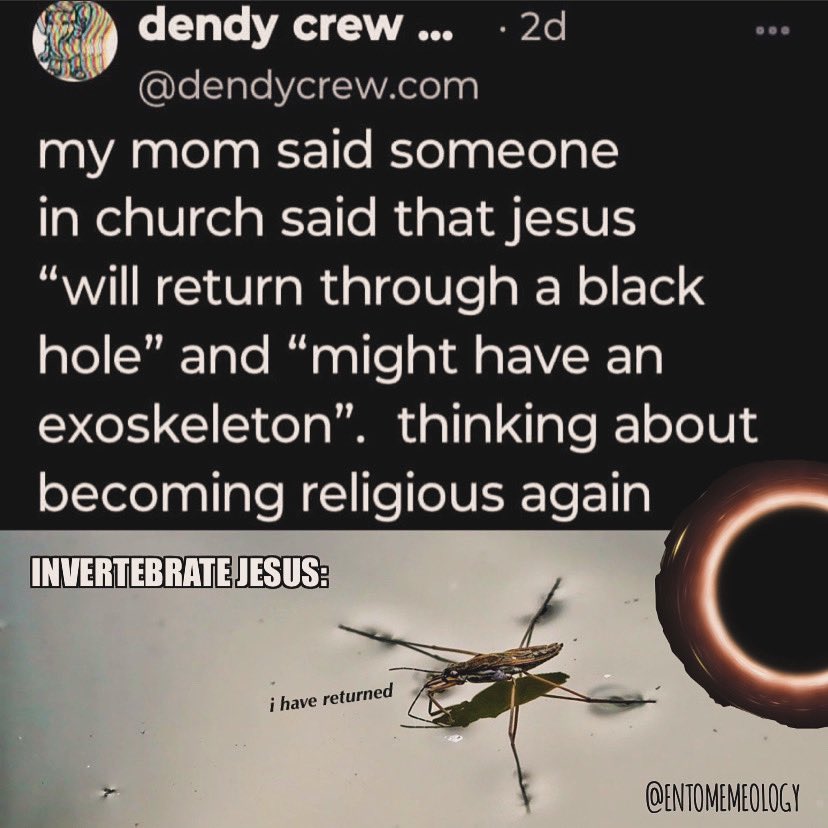 entomemeology's tweet photo. Invertebrate Jesus has returned
(Growing up in California many people called water striders “Jesus Christ bugs”)
#invertebratejesus #gerridae #waterstriders #entomemeology #entomology #bugs https://t.co/09nuf8XDDU