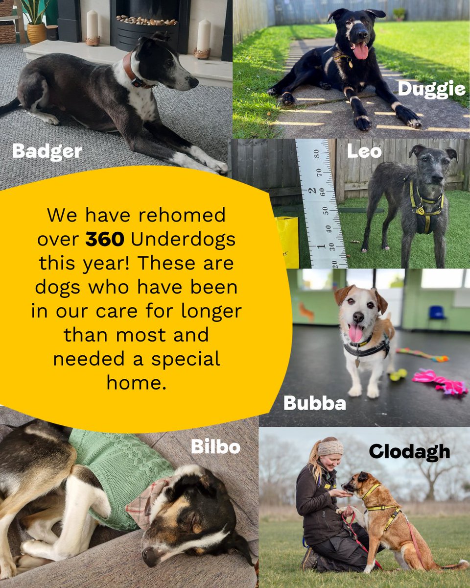 DogsTrust tweet picture